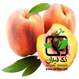 فروش ارقام نهال میوه در نهالستان تک فیدان