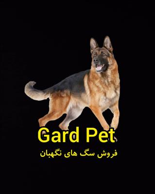 فروش انواع سگ نگهبان-مازندران-آمل-دام و طیور-بلنگو
