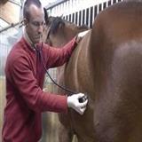 دامپزشکی تخصصی اسب