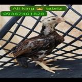 لاری هندی وارداتی نوک طوطی دم چتری