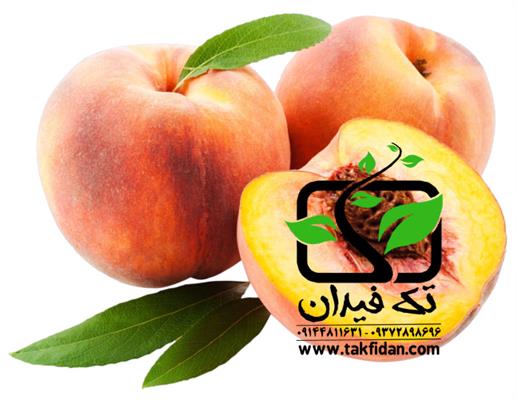 فروش ارقام نهال میوه در نهالستان تک فیدان-آذربایجان غربی-میاندوآب-نهال و بذر-بلنگو